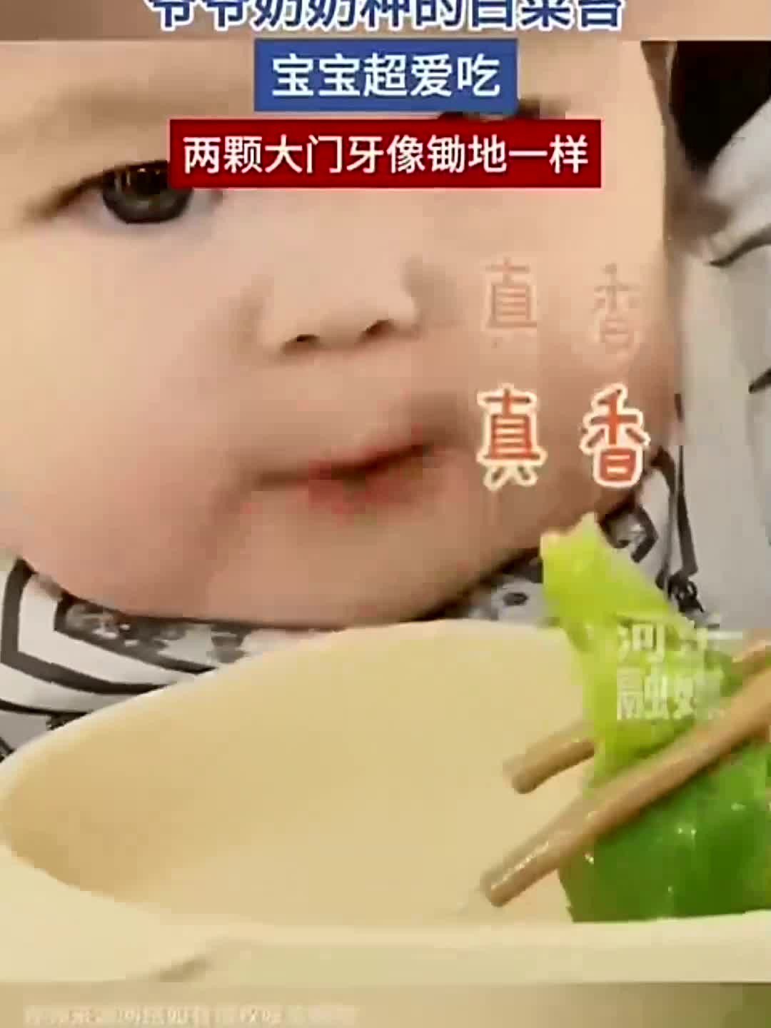 爷爷奶奶种的白菜苔,宝宝超爱吃,两颗大门牙像锄地一样