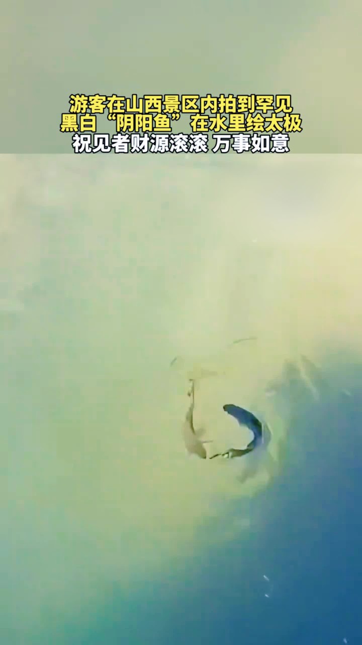 游客在山西黑龙潭景区拍到黑白双鱼，在水中“绘制太极”的画面