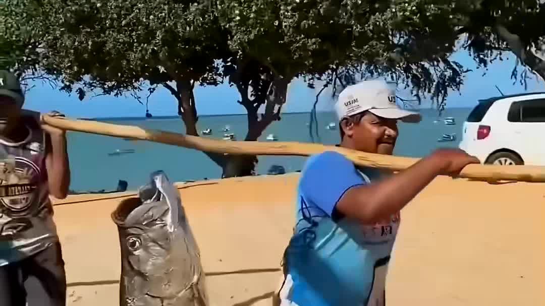 大西洋大海鲢的鳞片居然有大用处!-旅游推荐