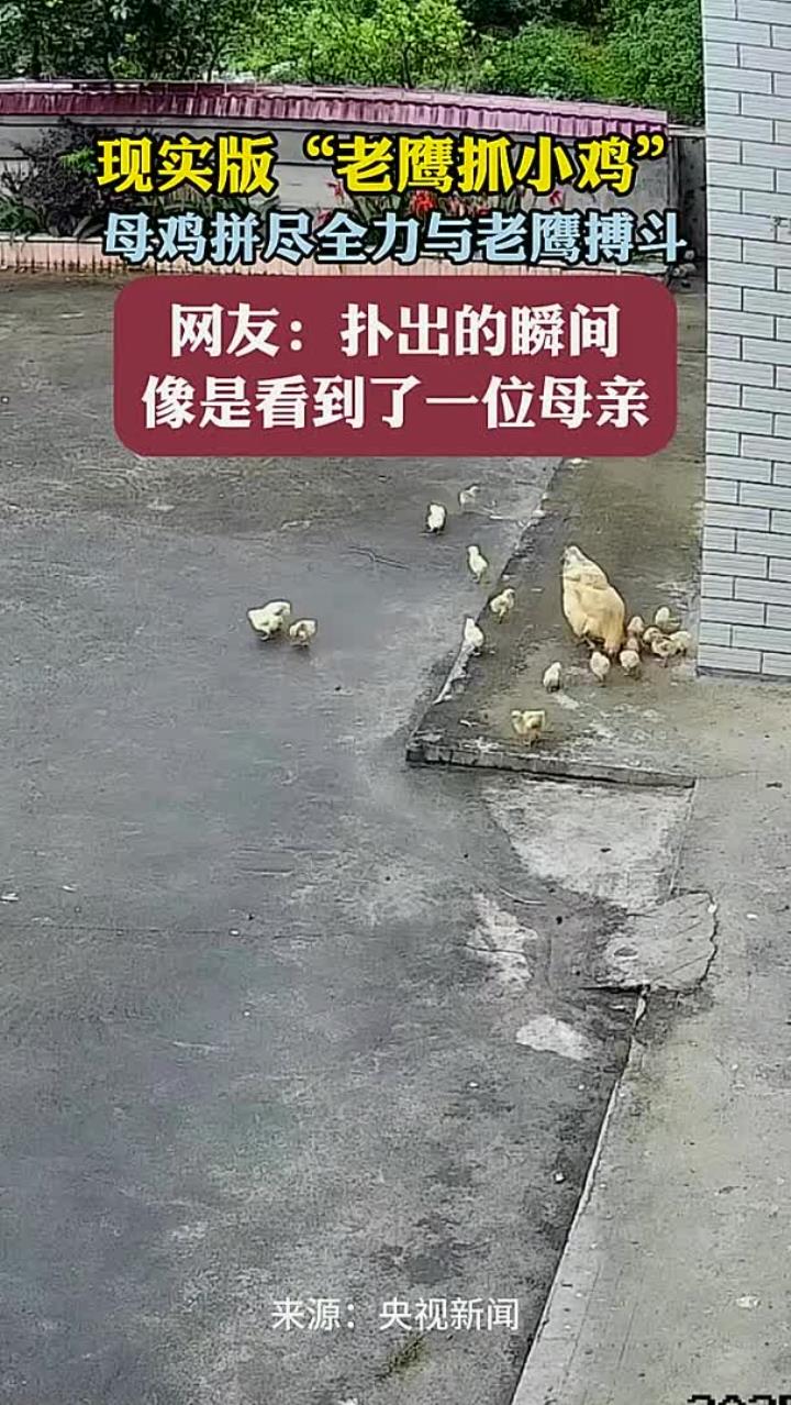 现实版“老鹰抓小鸡”母鸡拼尽全力与老鹰搏斗 网友：扑出的瞬间 像是看到了一位母亲