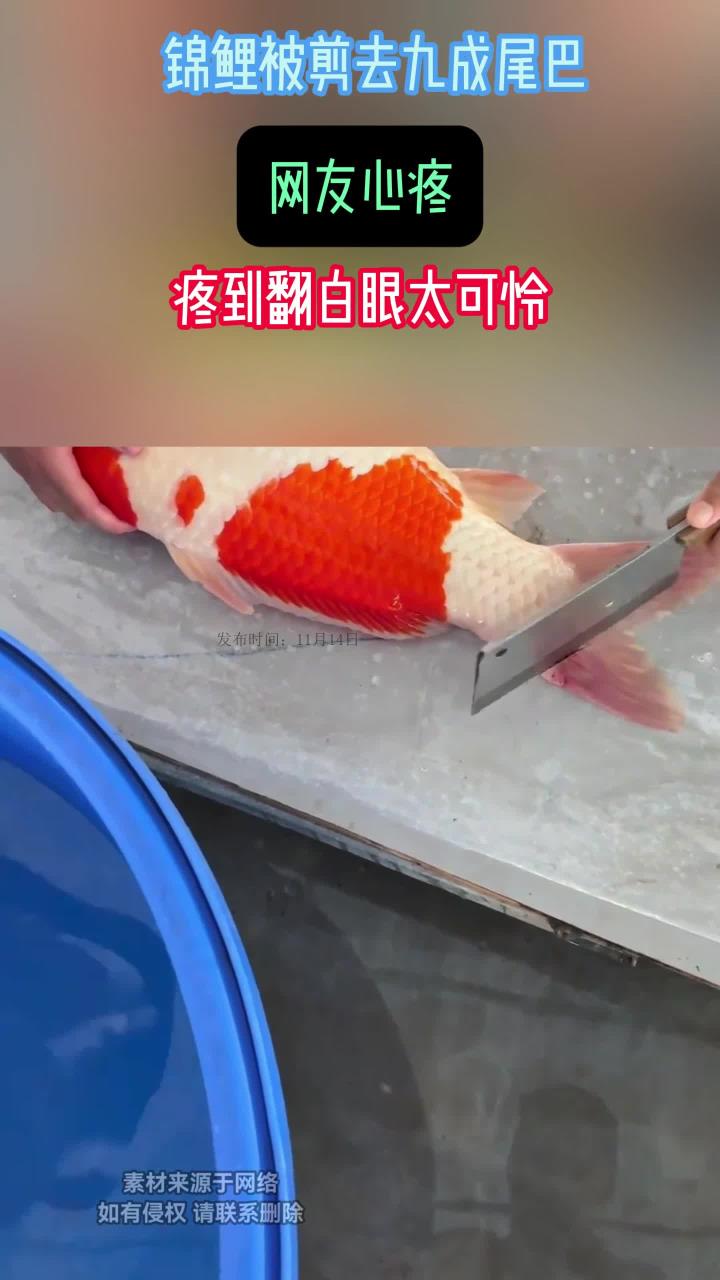 老板给锦鲤动手术剪尾,直接把尾巴剪掉了九成