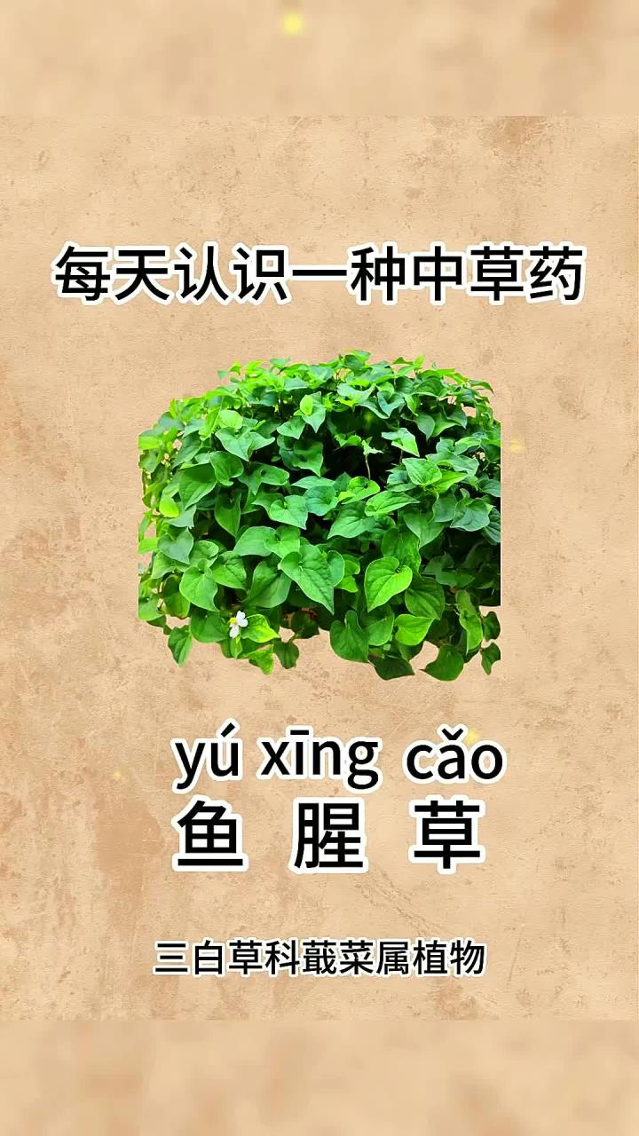 备受争议的种植物它被称为植物界的臭豆腐你知道是什么吗植物大自然的馈赠科普中药材折