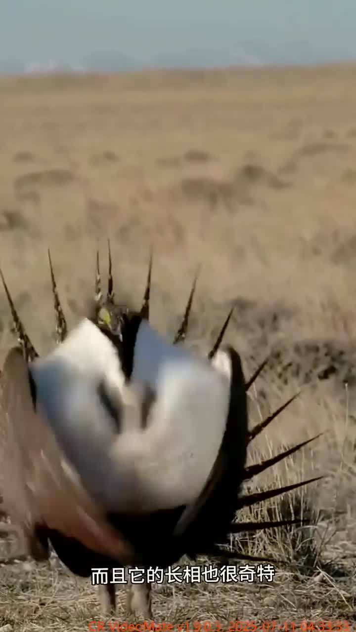 松鸡与兔耳朵的可爱瞬间