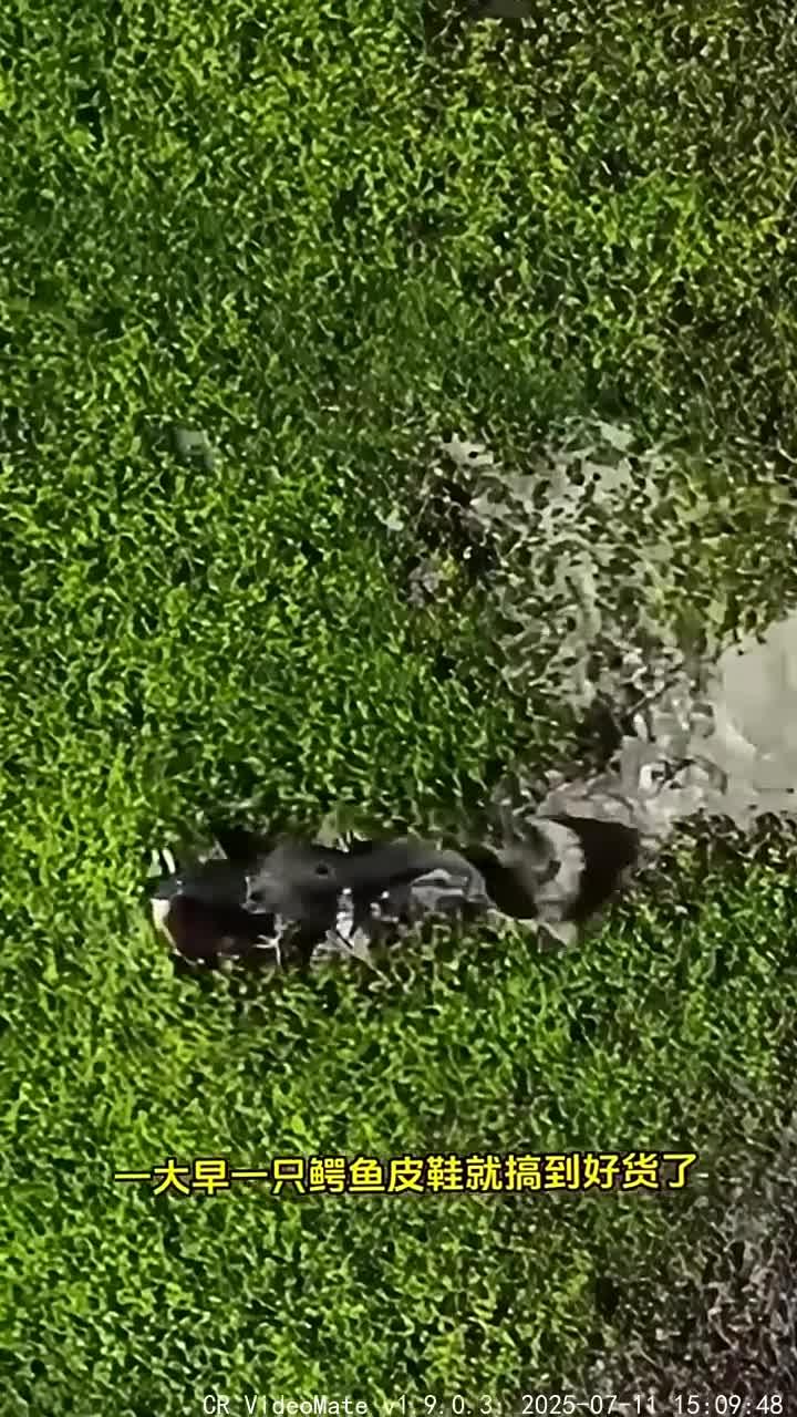 鳄鱼突袭小鹿的惊险时刻