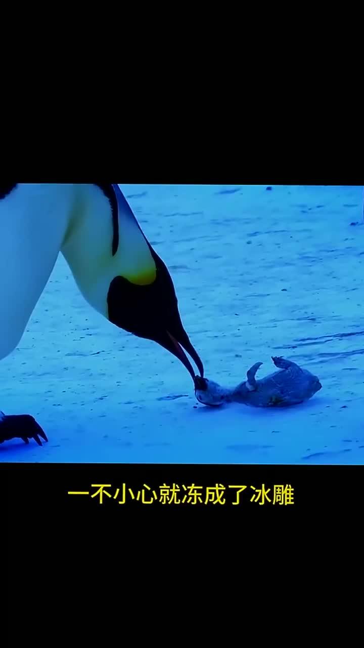 孤独的小企鹅的故事