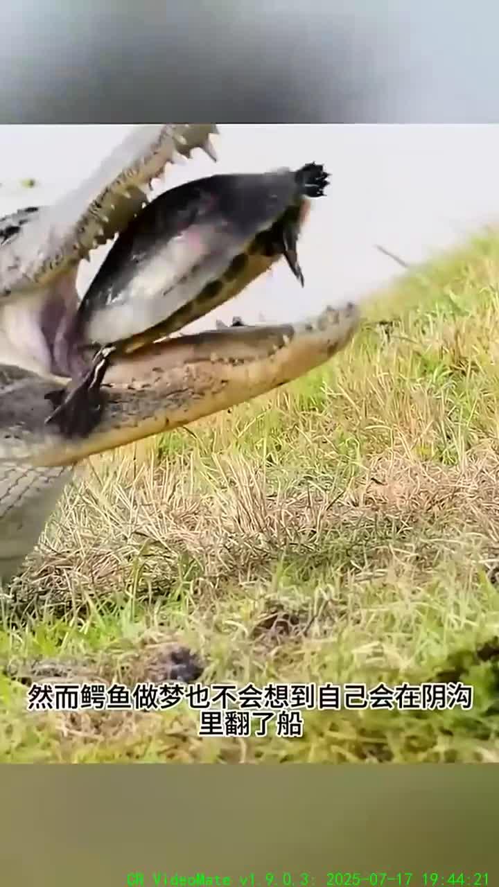 鳄鱼与乌龟的决斗引发的思考与反思