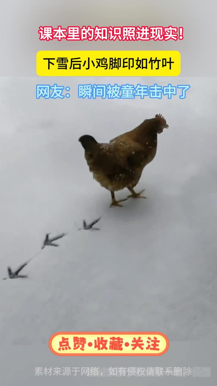小学语文课本里都是真的,下雪后的小鸡确实能画竹叶