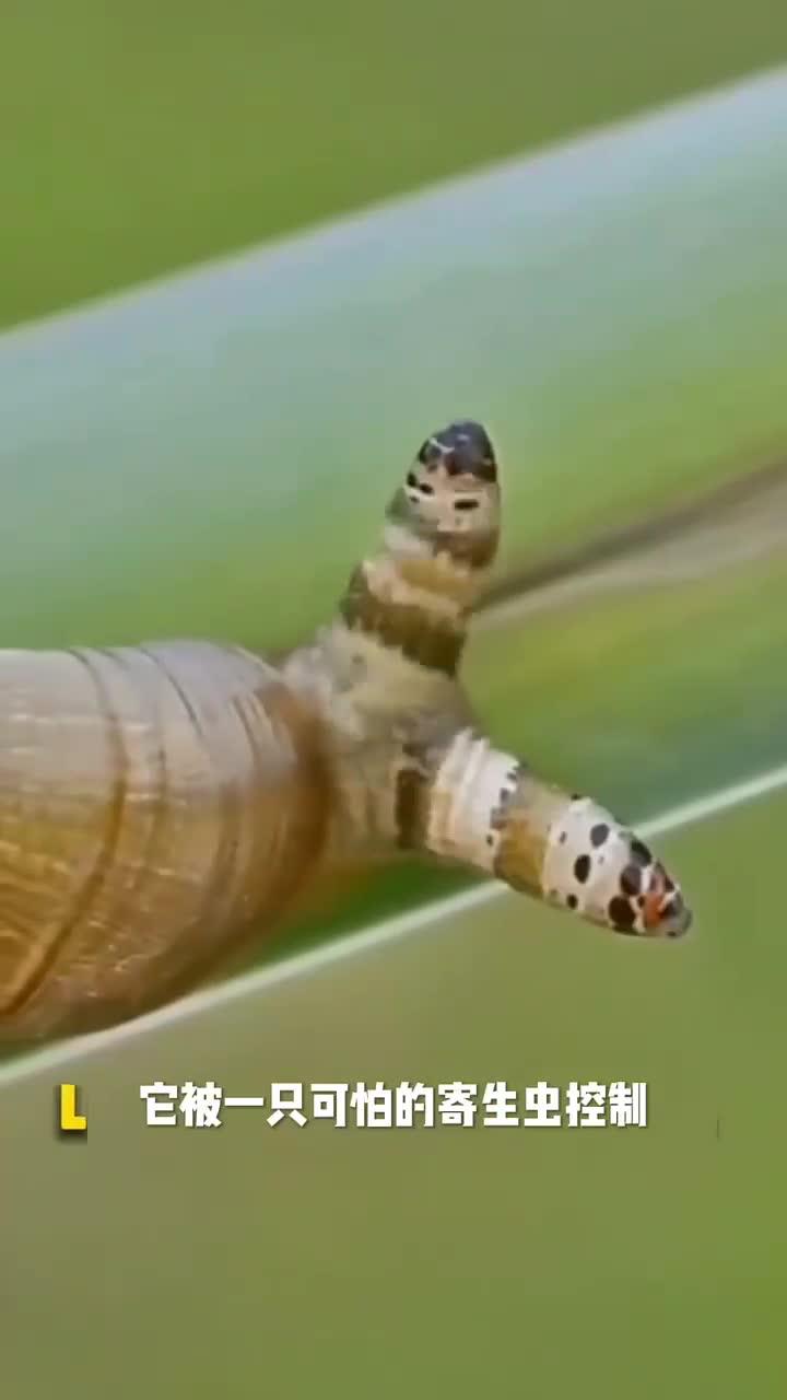 可怕的僵尸蜗牛