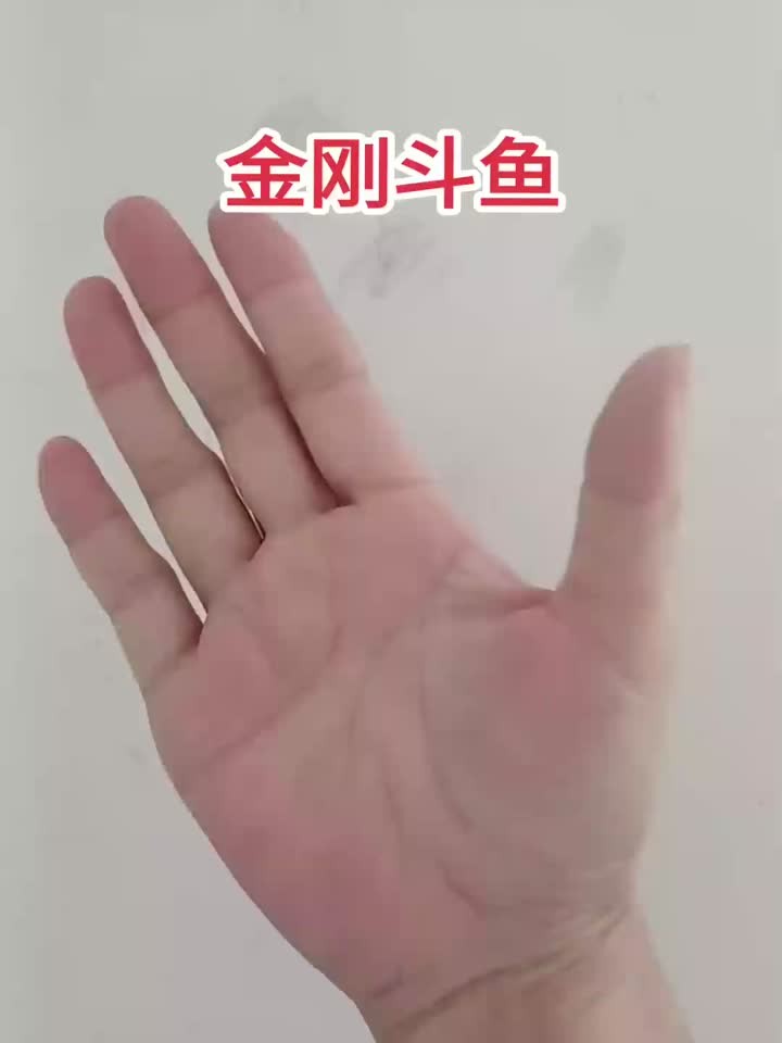 非常实用的健康秘诀，斗鱼打架有多狠？看金刚斗鱼如何捍卫领地