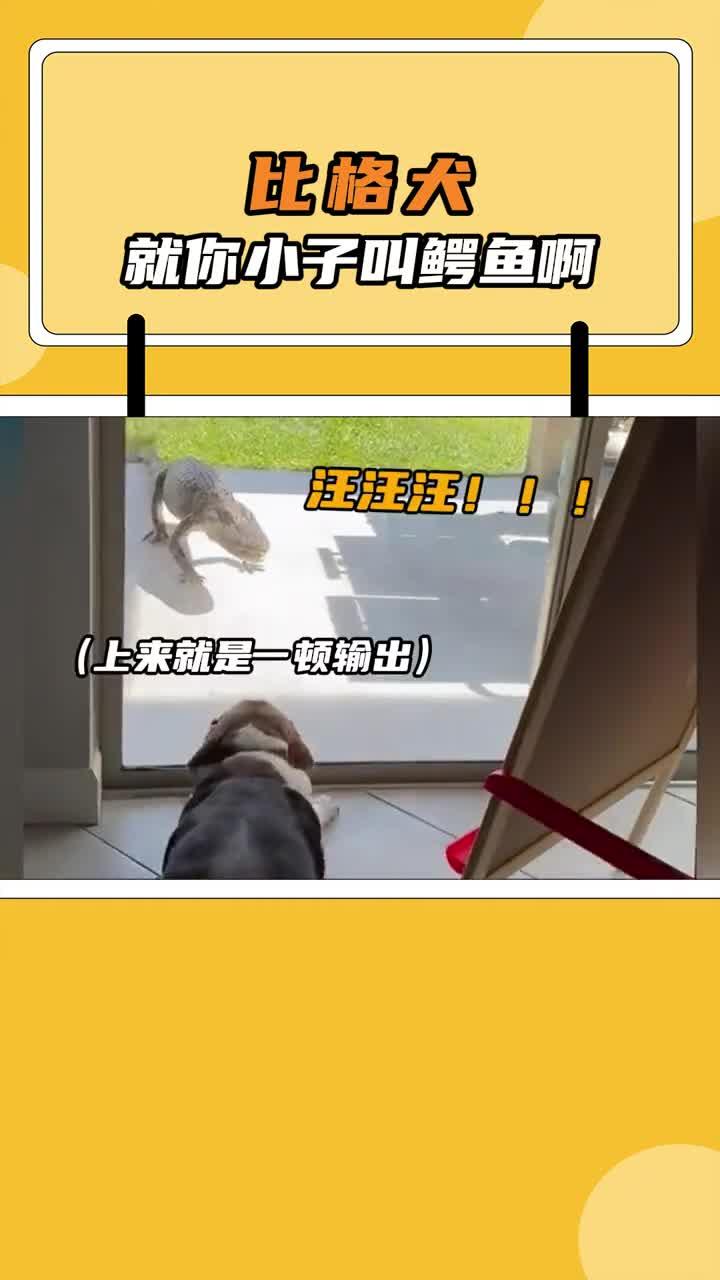 动画片诚不欺我，这鳄鱼跑得也太快了吧