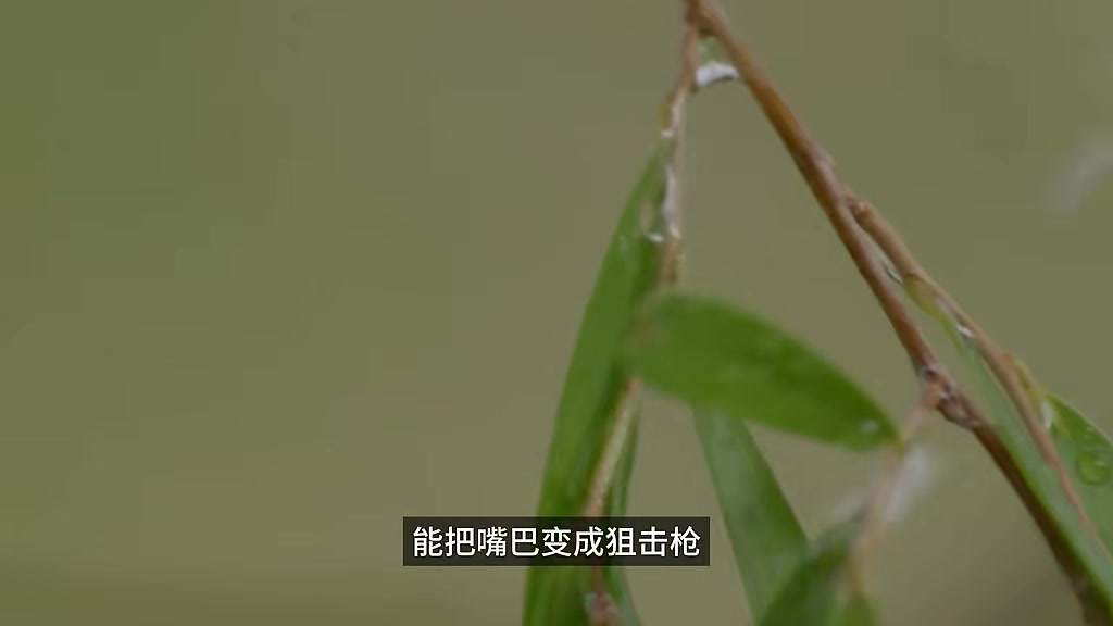 这种鱼强大到不讲武德！