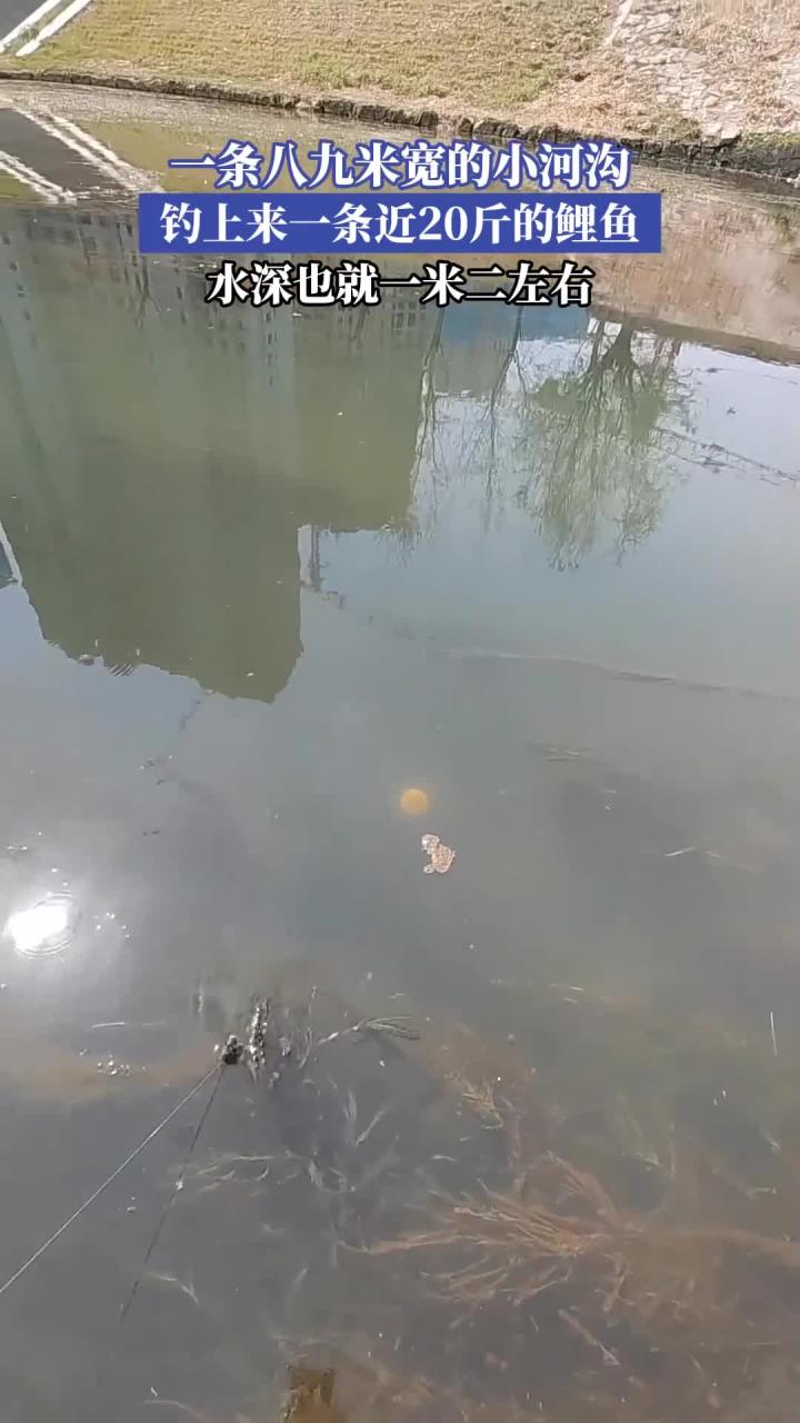 一条八九米宽的小河沟,钓上来近20斤的鲤鱼,水深也就一米二左右