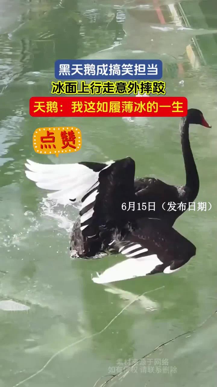 黑天鹅成搞笑担当，冰面上行走意外摔跤，天鹅：我这如履薄冰的一生