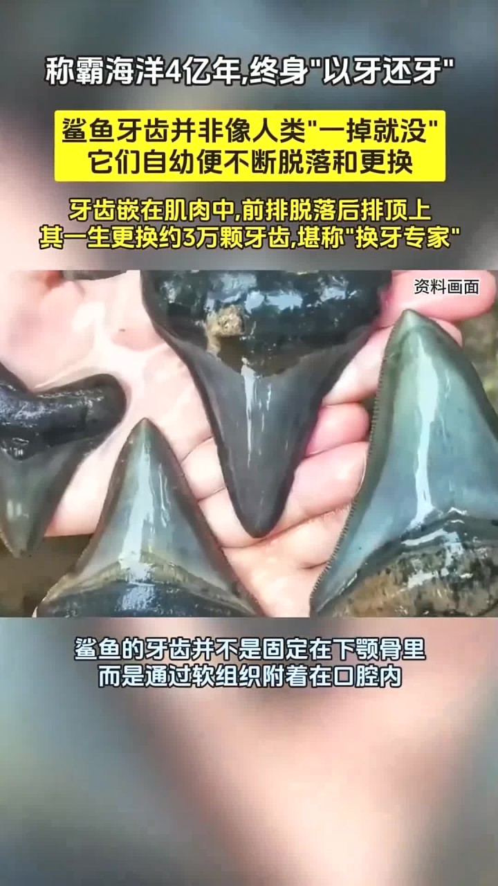 称霸海洋4亿年,终身“以牙还牙”!鲨鱼的牙齿究竟有什么秘密?