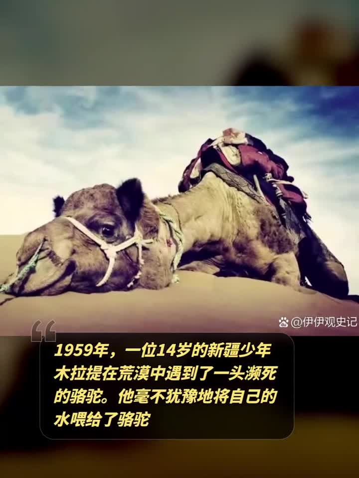 1959年,一位14岁的新疆少年木拉提在荒漠中遇到了一头濒死的骆驼