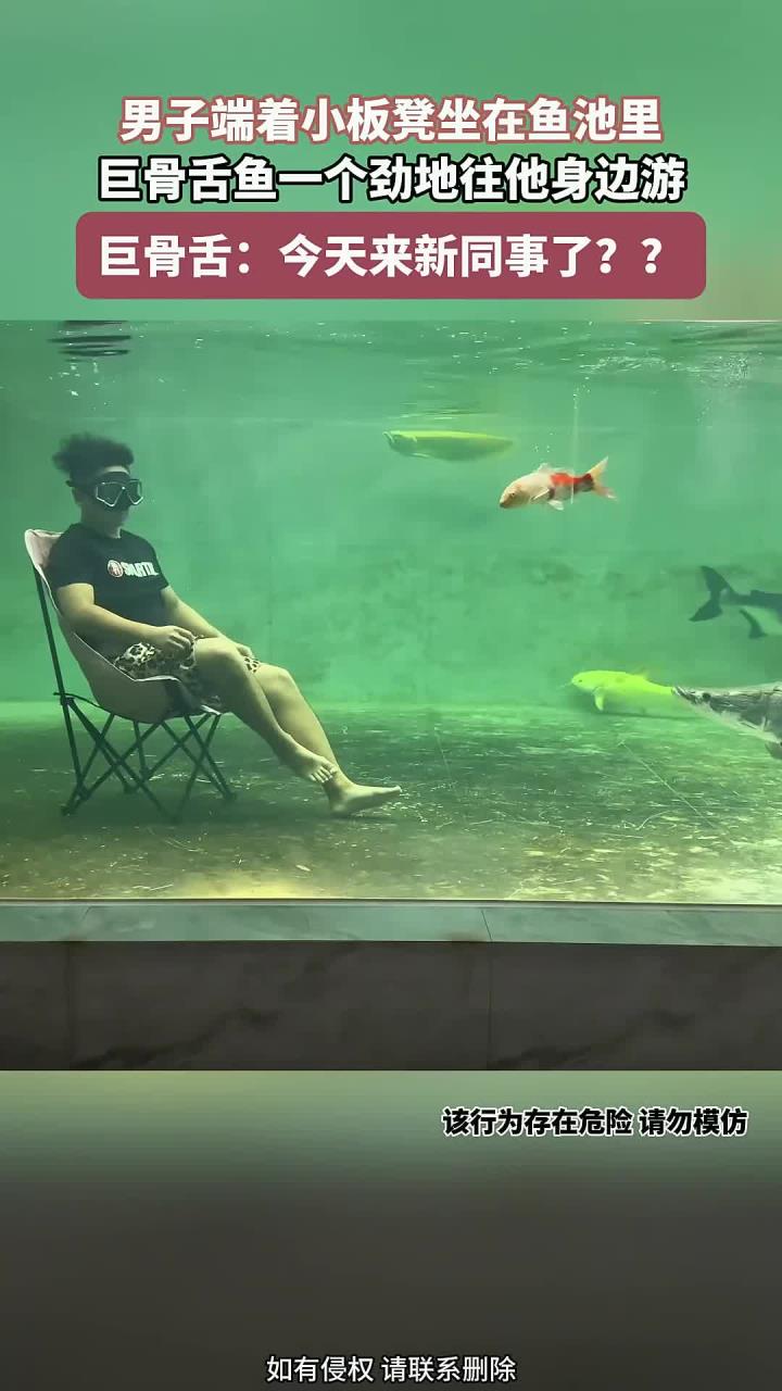 男子端着小板凳,坐在鱼池里,巨骨舌鱼一个劲地往他身边游