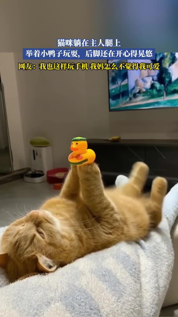 猫咪躺在主人腿上,举着小鸭子玩耍,后脚还在开心得晃悠