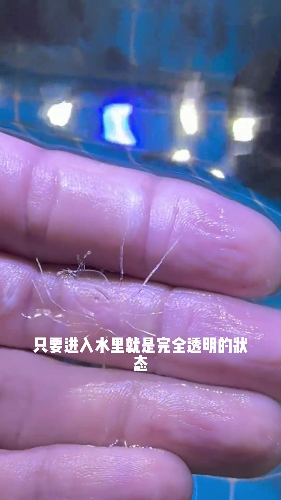 居然有这么多天生透明的鱼类！