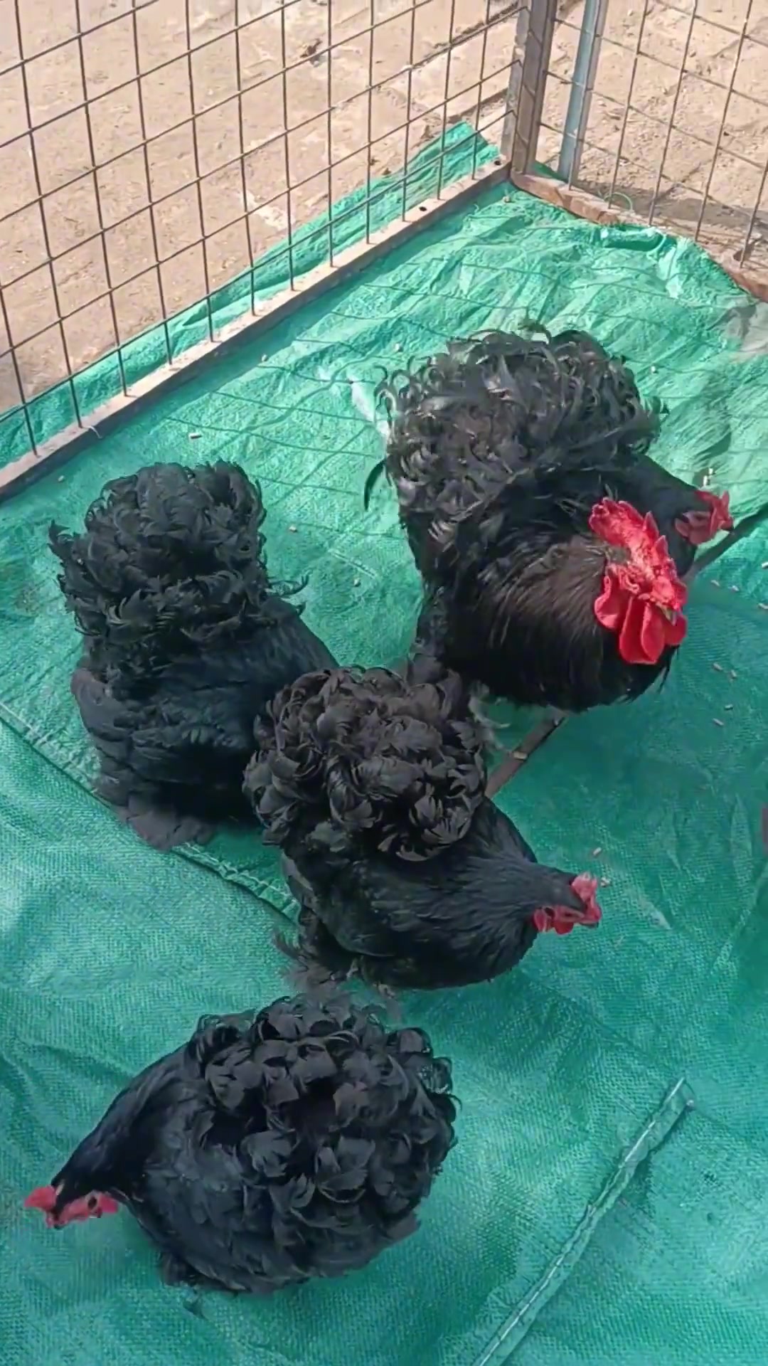 带你认识19种鸡的品种,你都知道哪几个呢?