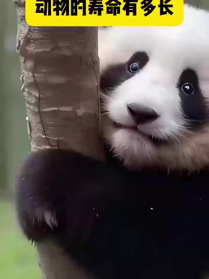 动物寿命有多长 你知道吗