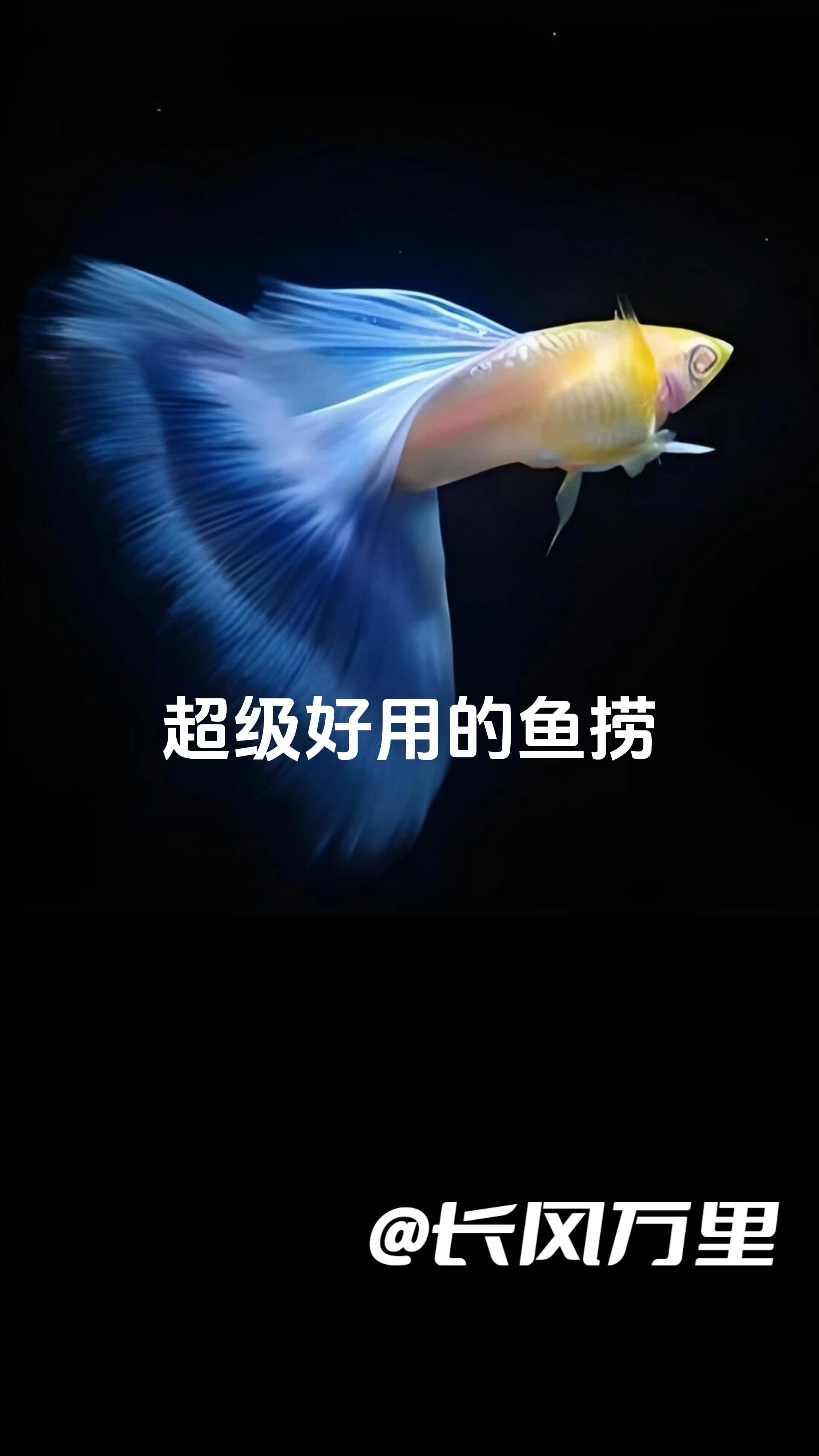 推荐一个超级好用的鱼捞 #鱼捞网 #孔雀鱼