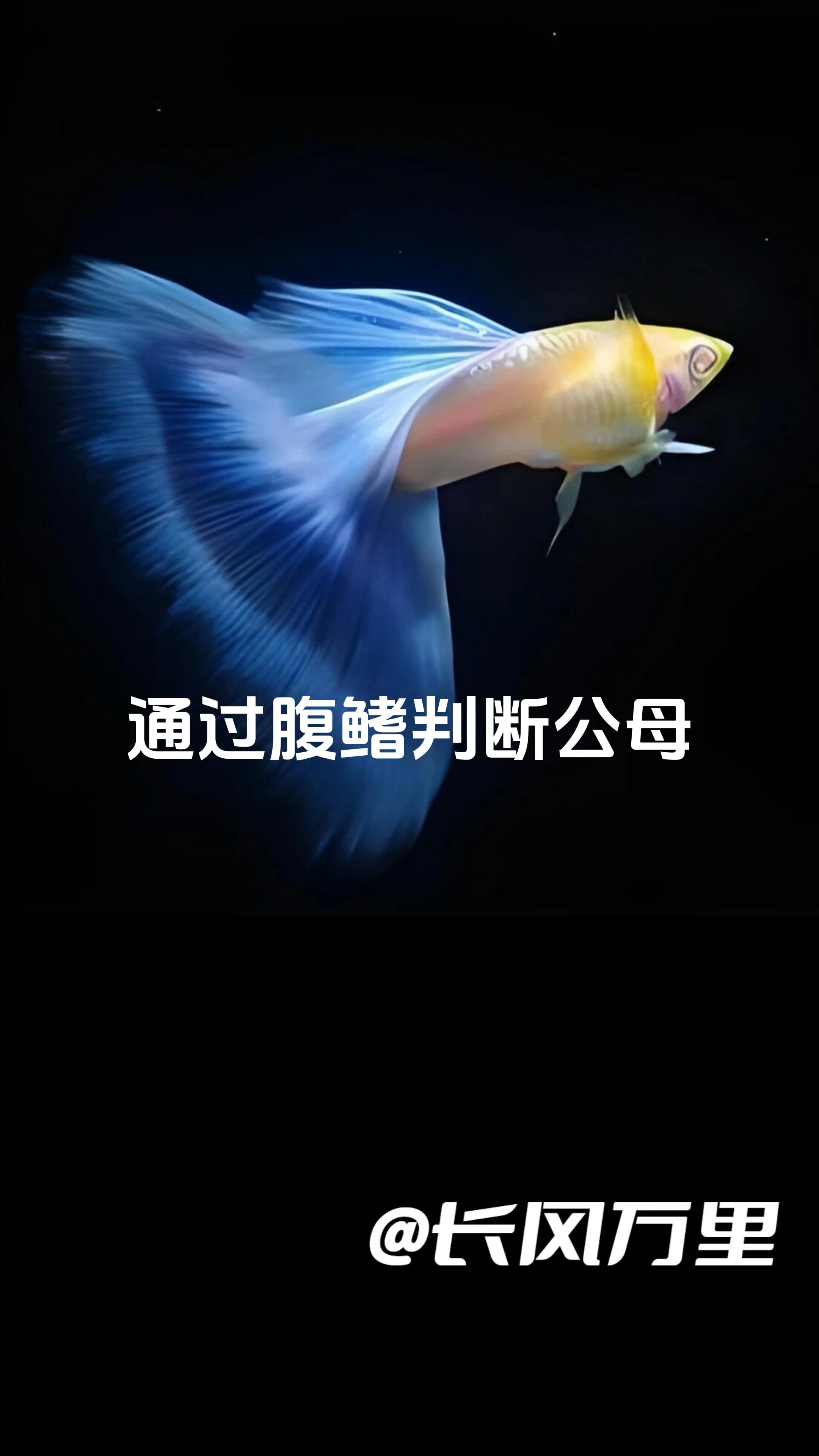 孔雀鱼如何分公母?别再傻傻的看尾巴大小了