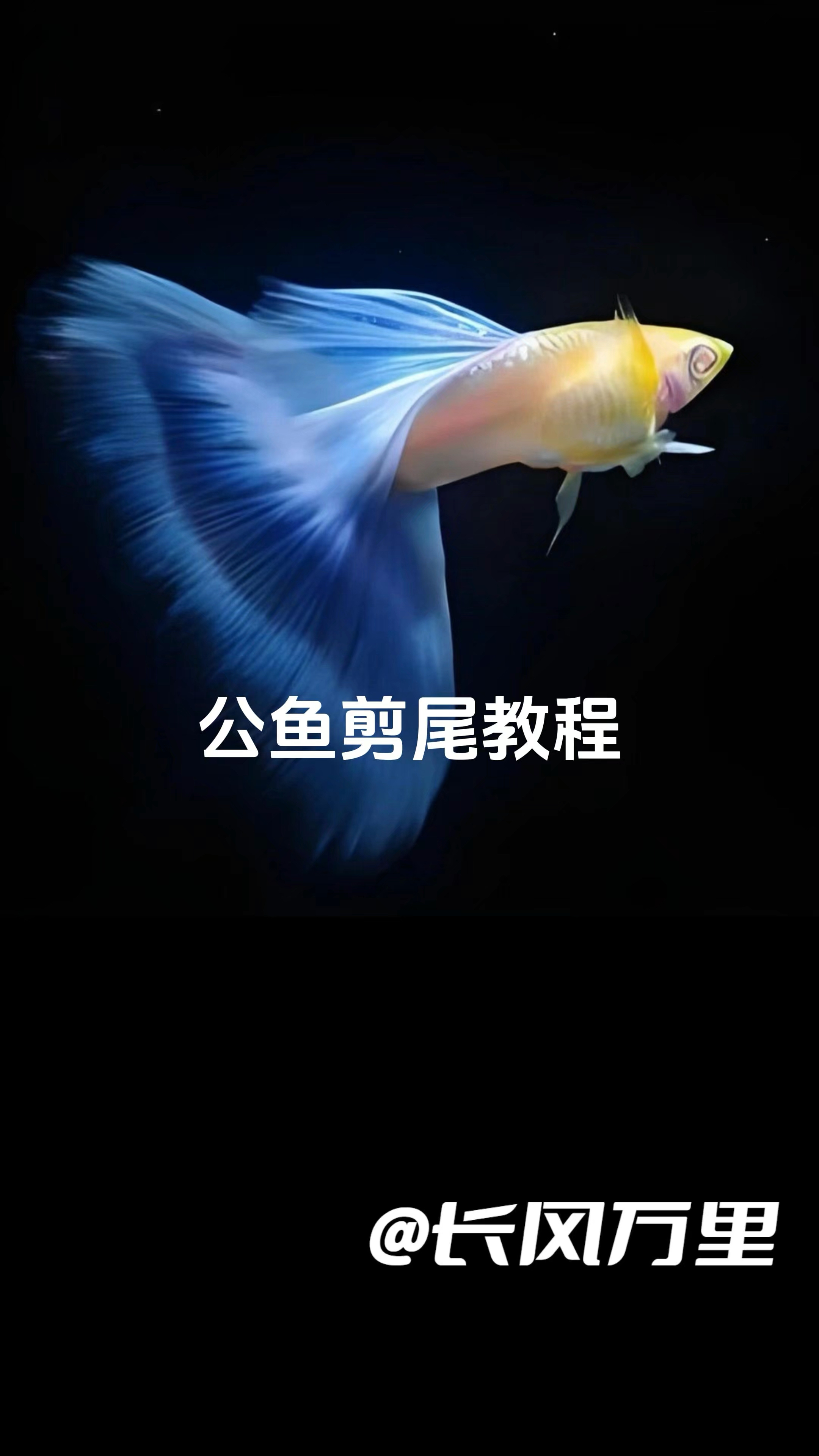 孔雀鱼公鱼如何剪尾