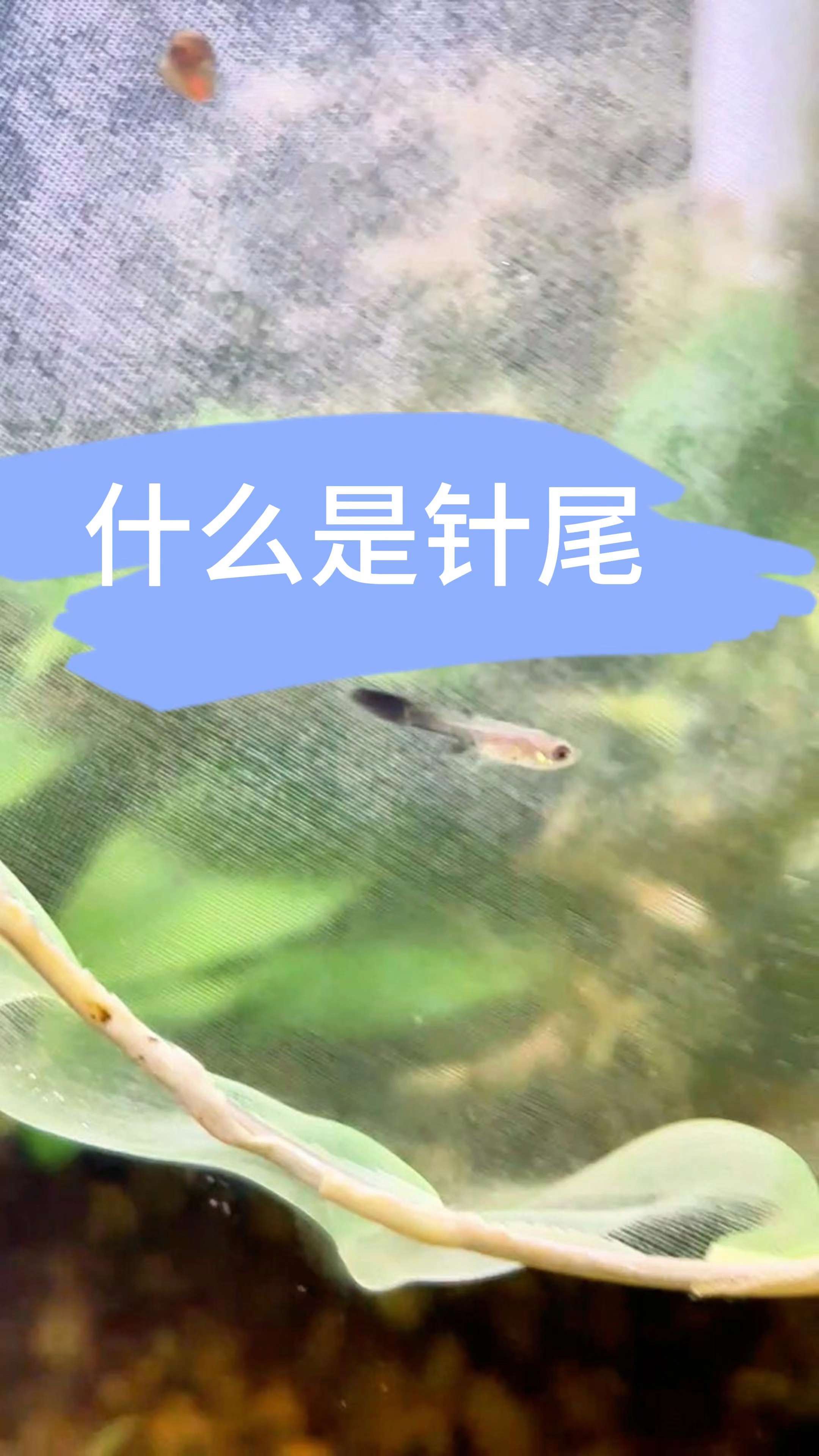 什么是针尾？孔雀鱼常见病