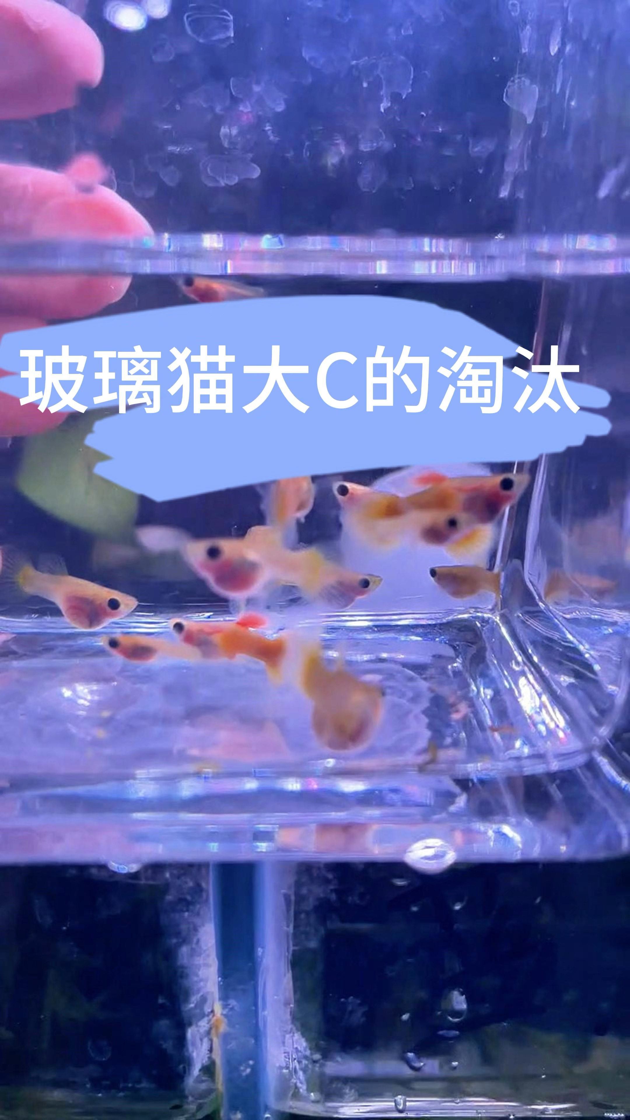 黄金玻璃猫孔雀鱼的淘汰