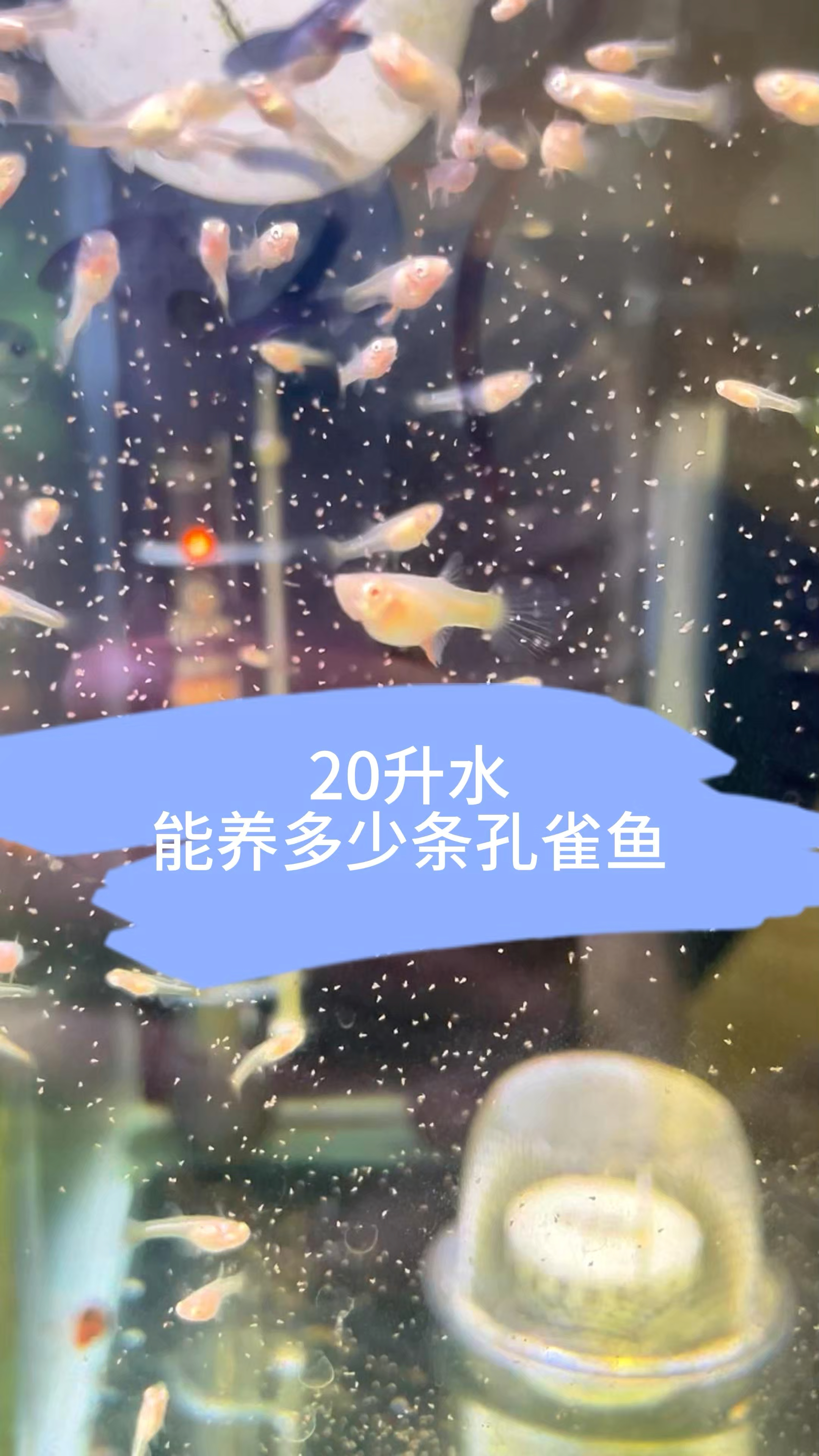 20升水能养多少条孔雀鱼?#孔雀鱼 #鱼缸