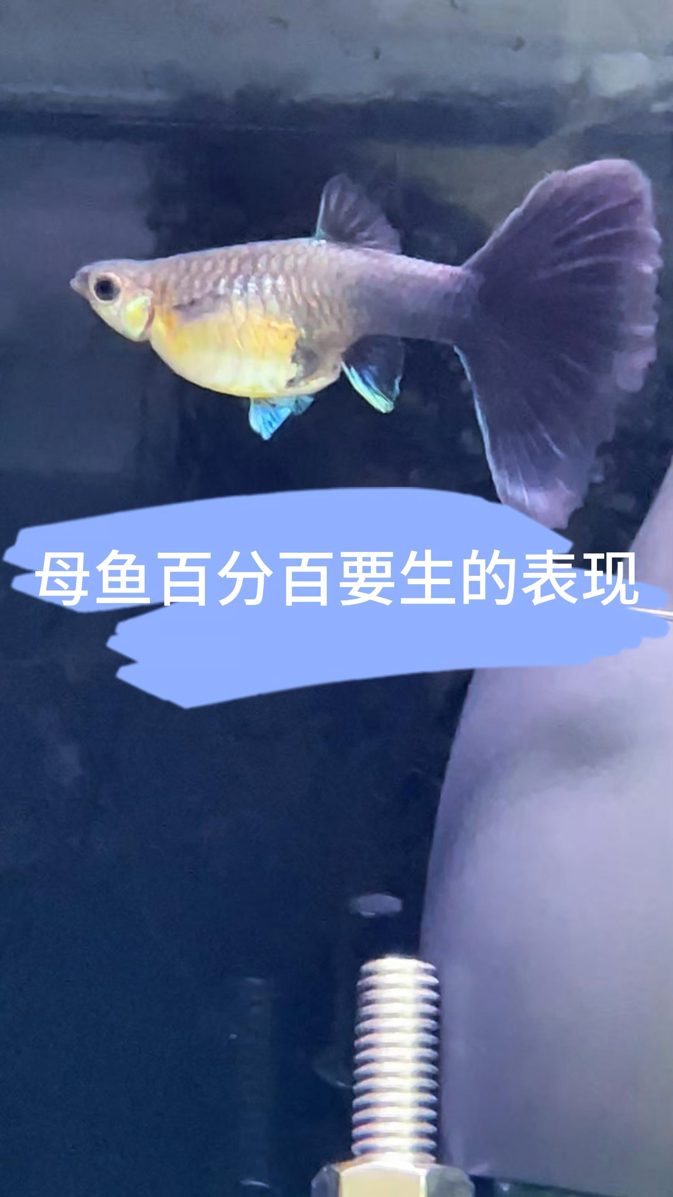 有这种表现母鱼,马上要生小鱼,赶紧隔离#孔雀鱼 #孔雀鱼繁殖