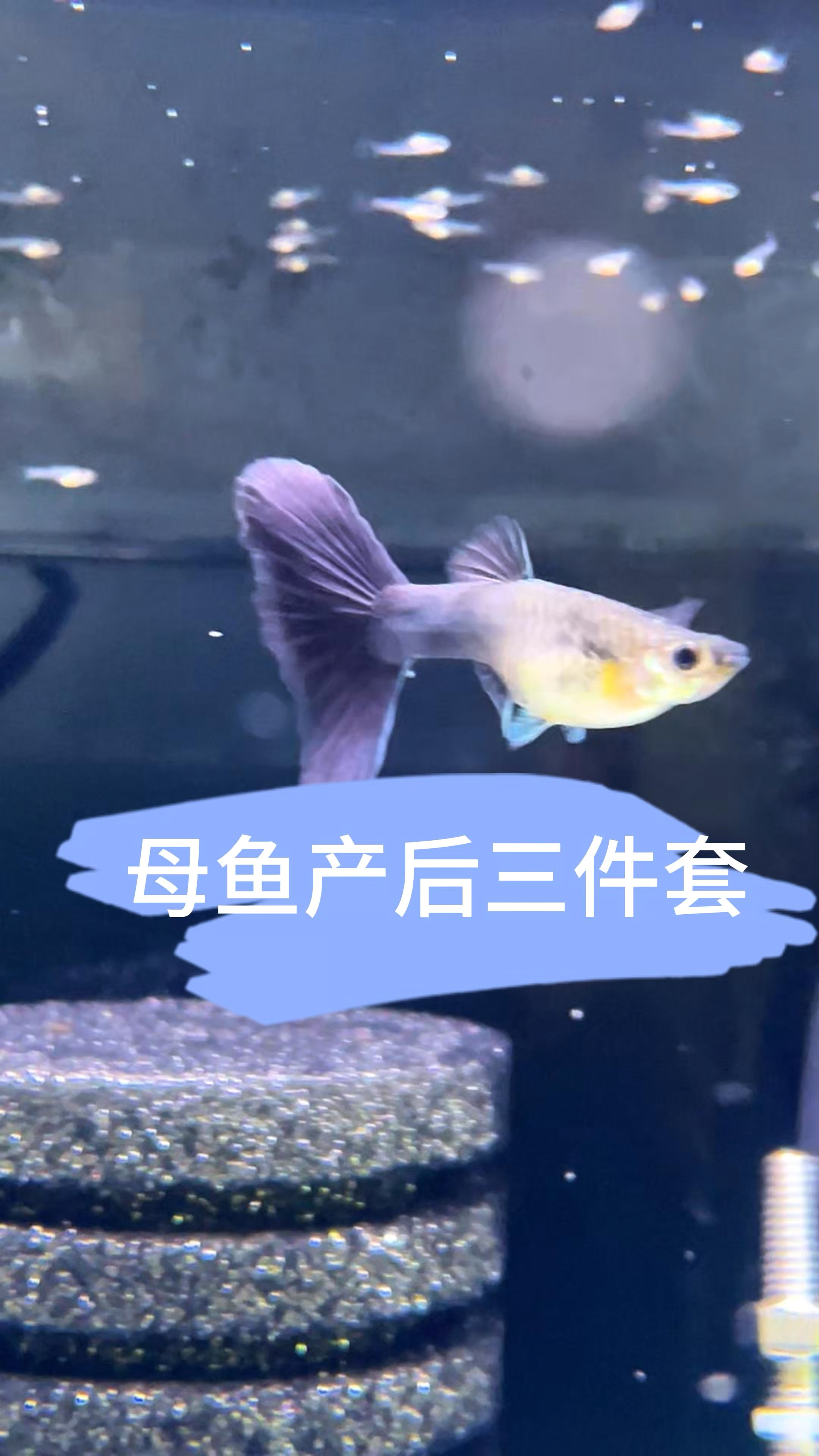 孔雀鱼生小鱼之后要干的三件事：大换水、补充营养、母鱼隔离静养