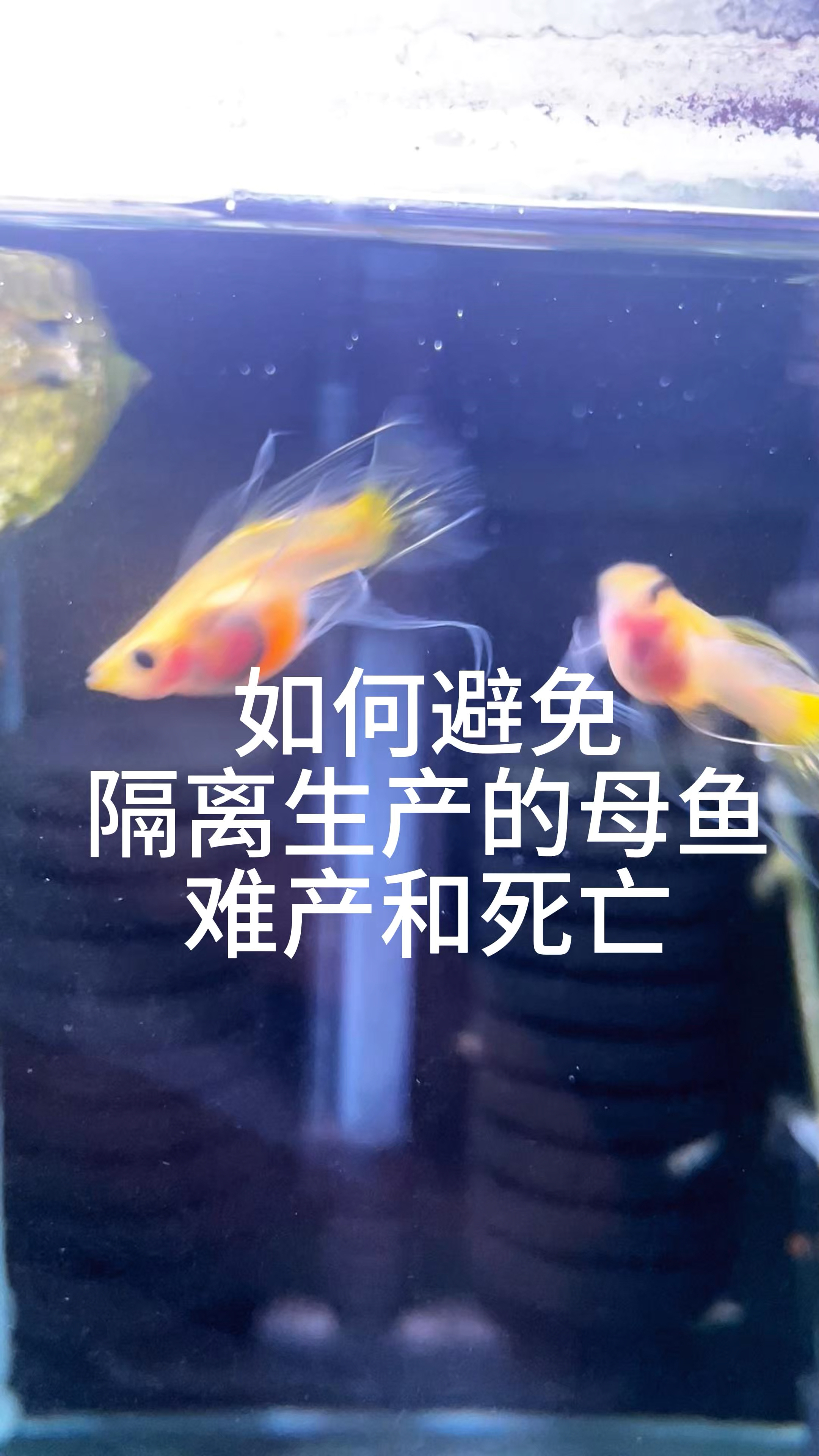 怀孕的孔雀鱼一隔离就跳缸、难产或死亡？教你三招解决#孔雀鱼