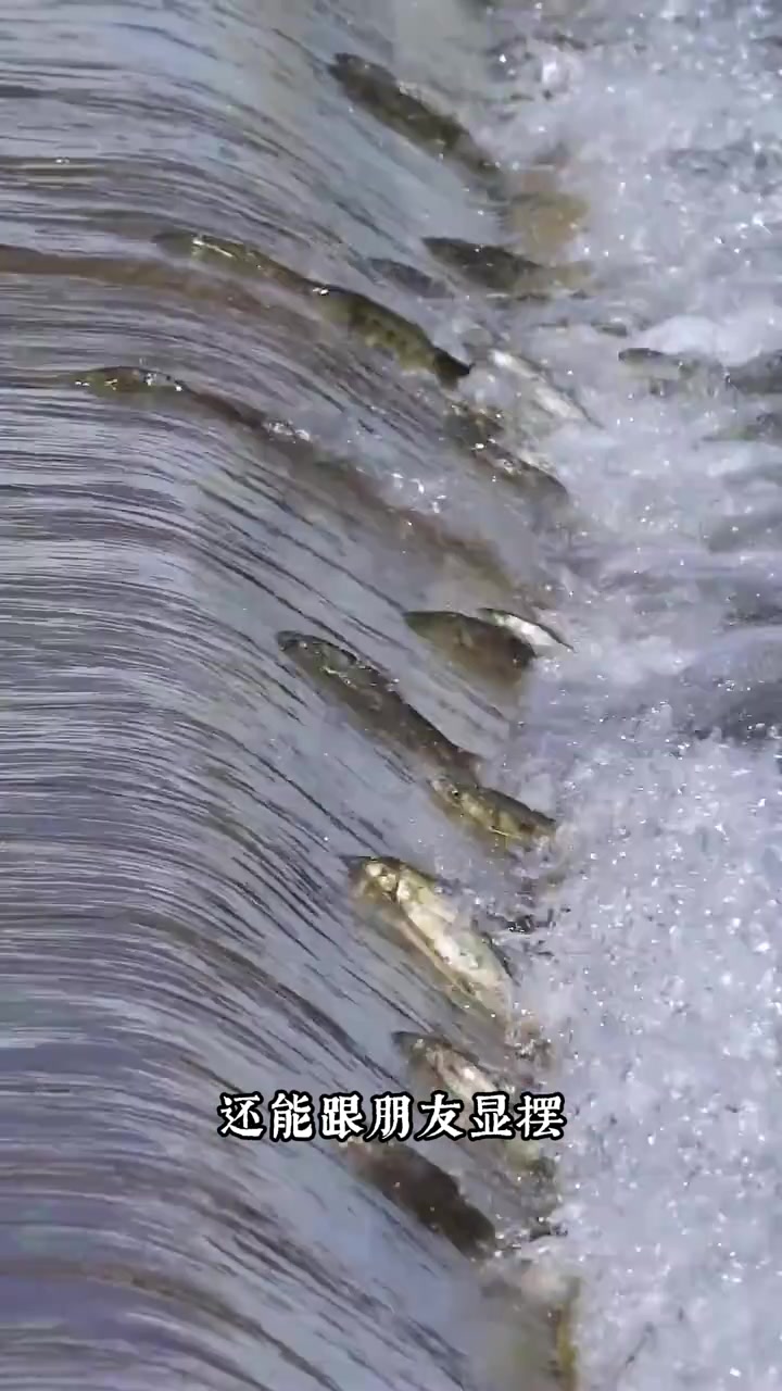 分享全国10种稀有淡水鱼，有没有你家乡的？