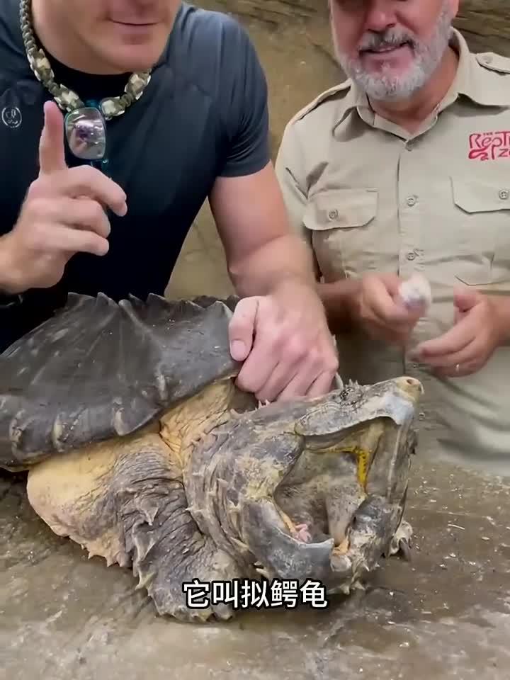 拟鳄龟你们见过吗?