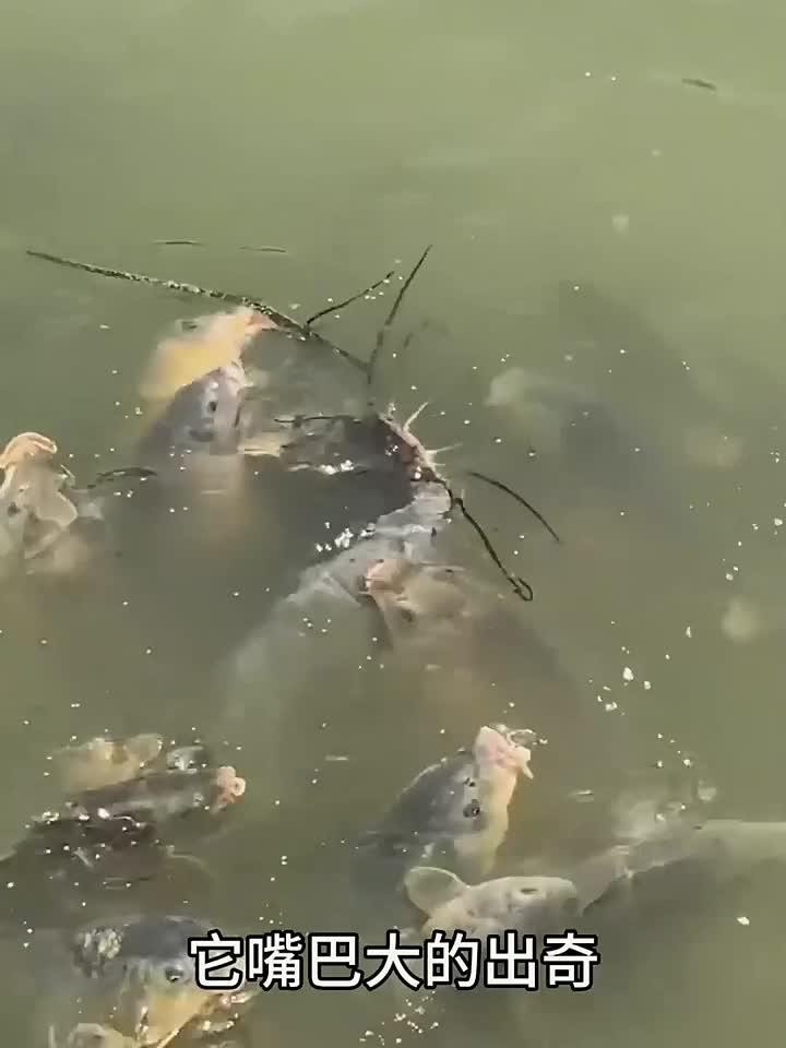 这是什么鱼,竟然还长胡须了