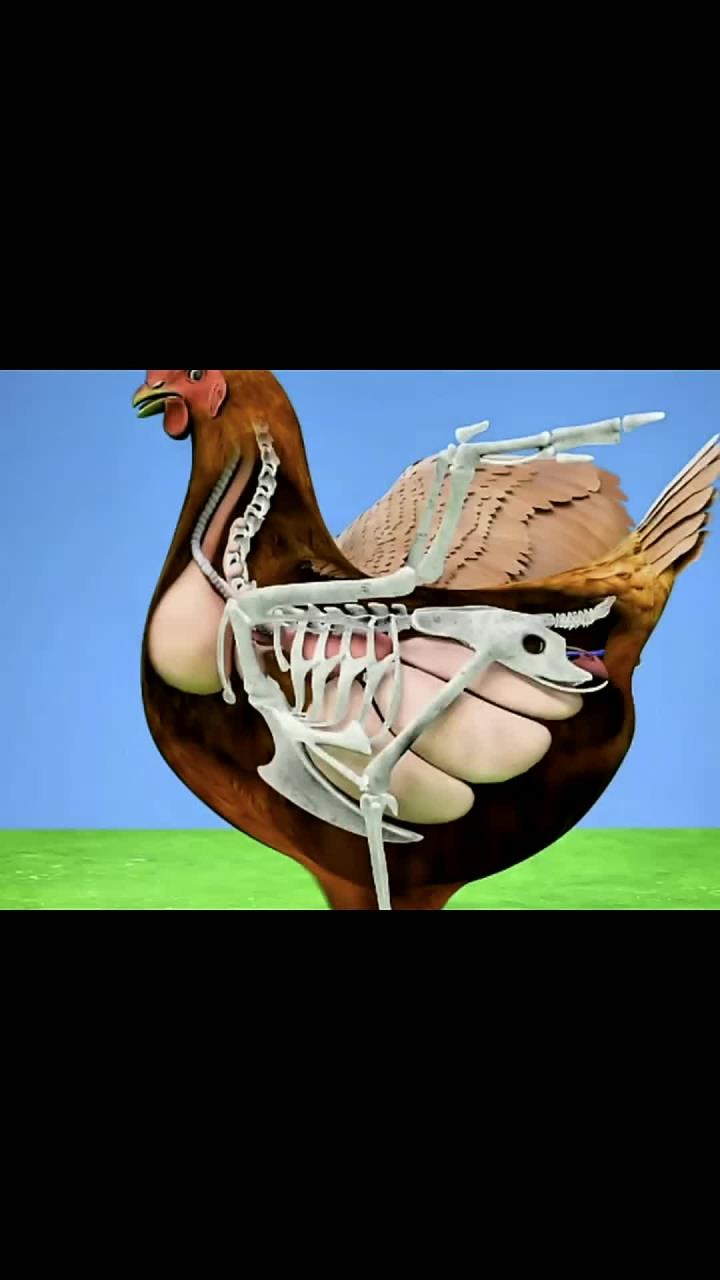 3D动画演示鸡蛋形成过程