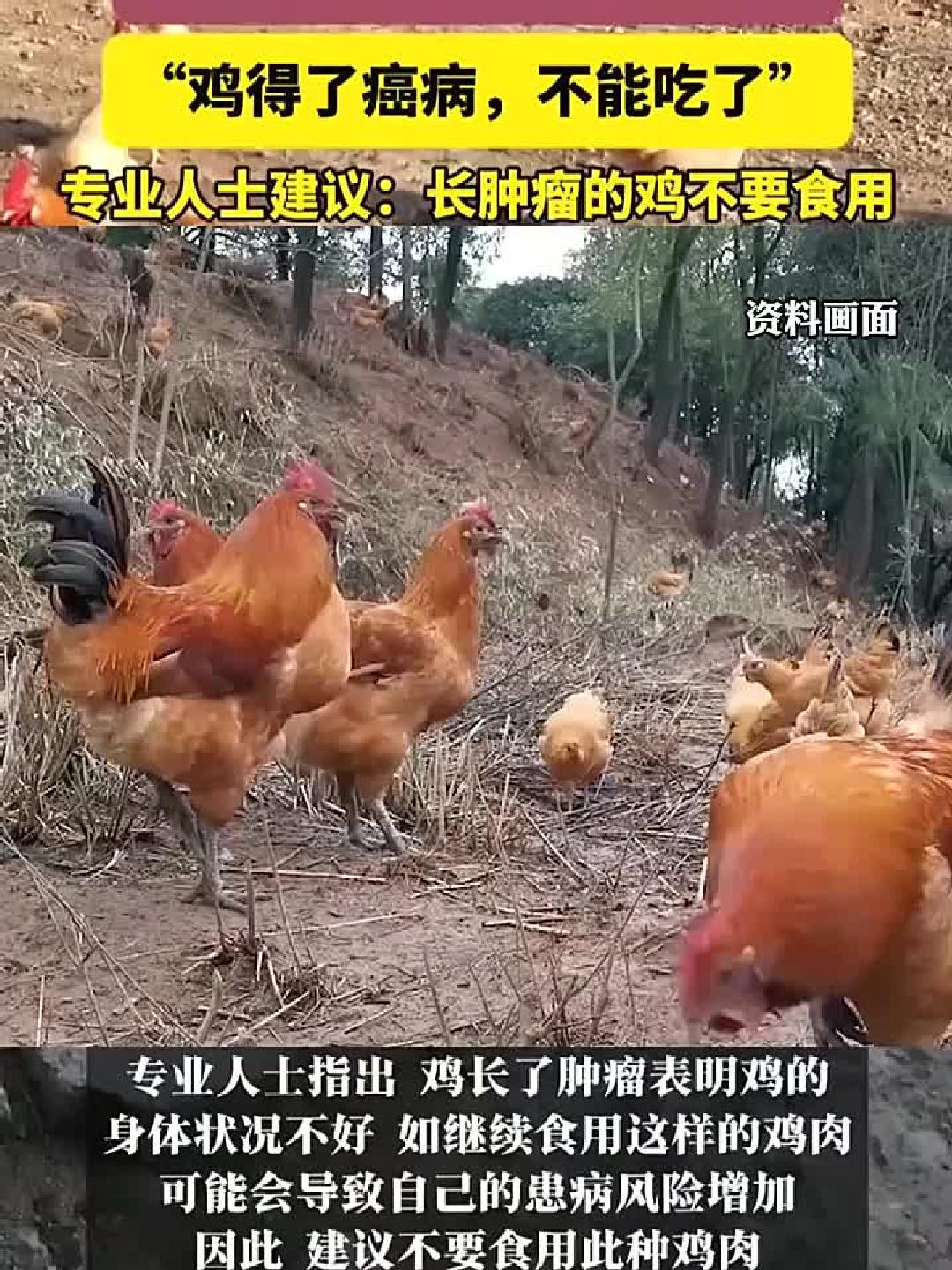 杀鸡惊见肿瘤,专家警告:这种鸡千万别吃!
