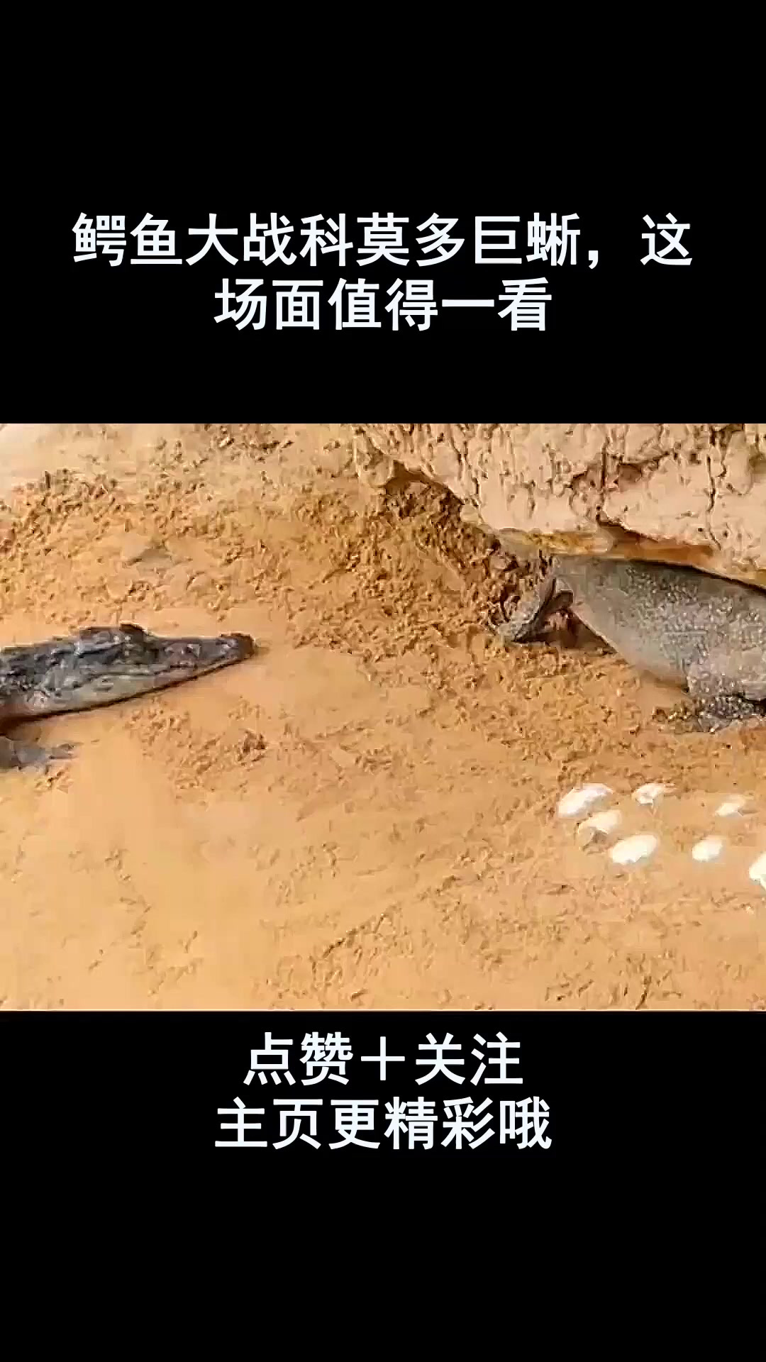 鳄鱼大战科莫多巨蜥