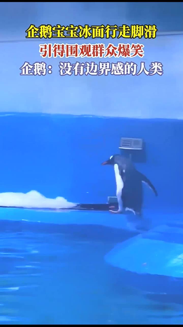 企鹅宝宝冰面行走脚滑,引得围观群众爆笑,企鹅:没有边界感的人