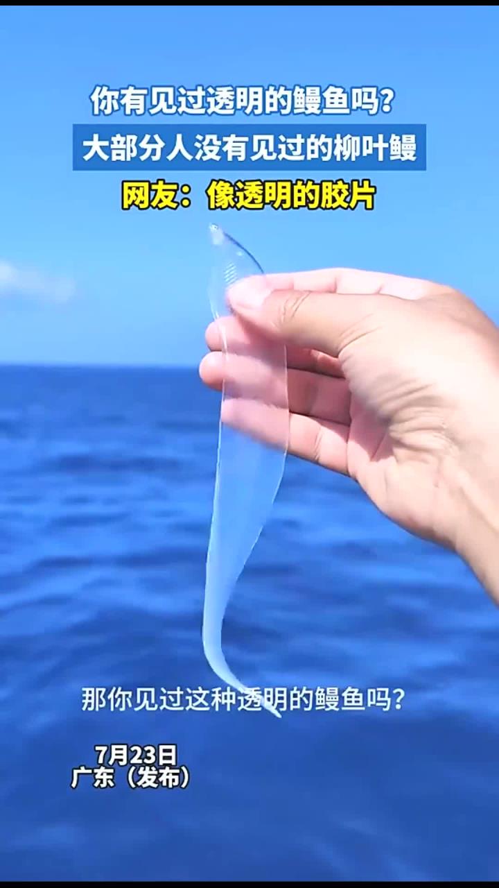 你有见过透明的鳗鱼吗?大部分人没有见过的柳叶鳗,网友:像透明的胶片