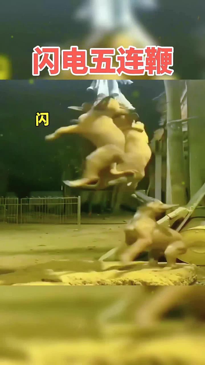 家里这一群小家伙真的是非常招人喜欢!