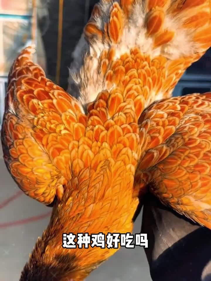 分享科普10种鸡，哪种最好吃？