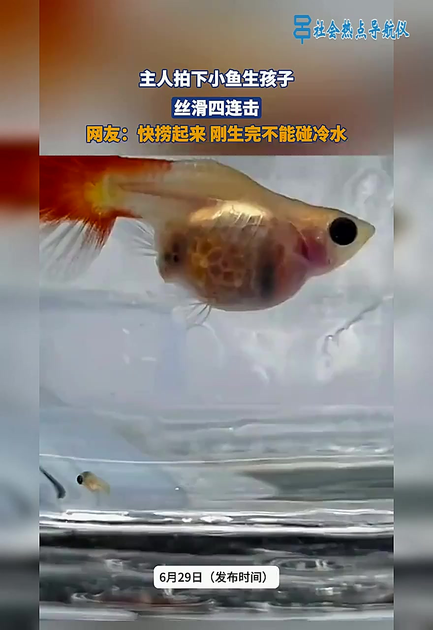 主人拍下小鱼生孩子,网友:快捞起来,刚生完不能碰冷水!