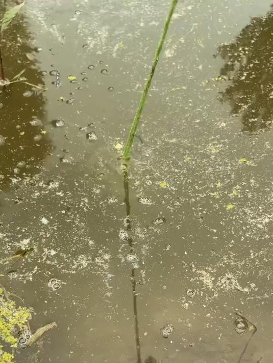 超简单塑料瓶自制：简易鱼笼！100%上鱼