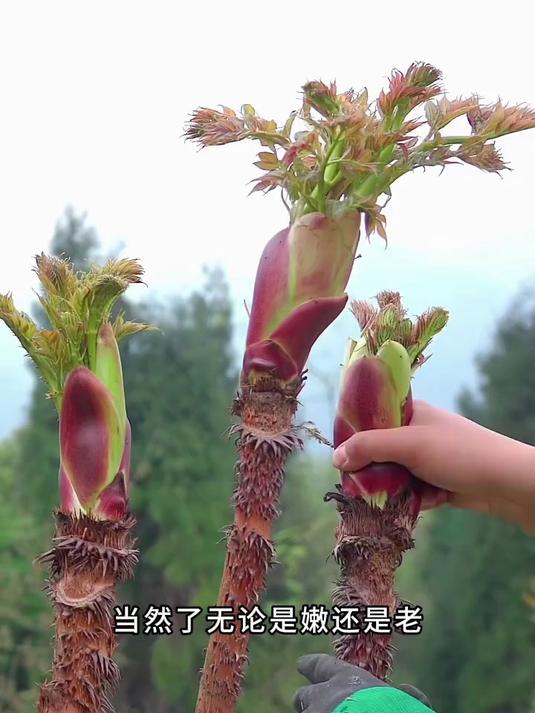 野菜之王刺龙芽,别名刺嫩芽,因浑身都是刺,所以又名鸟不沾!