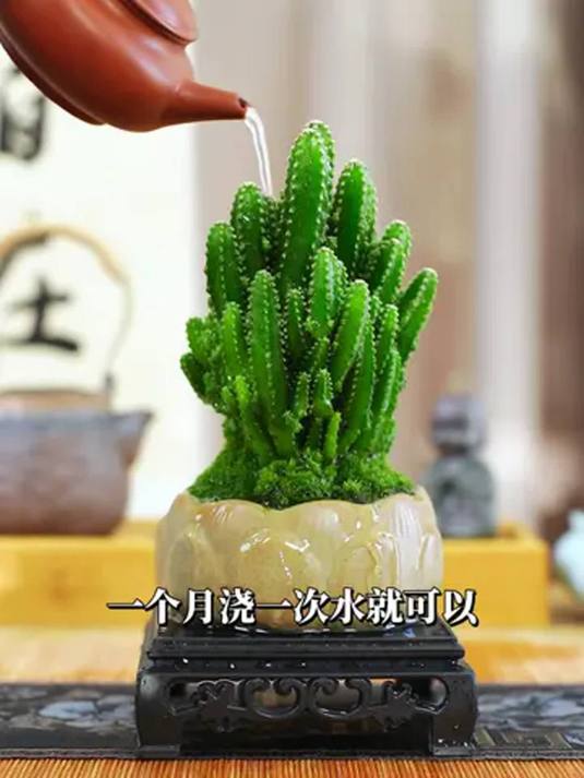 养小盆栽必看!小仙人掌秘籍,打造室内绿洲