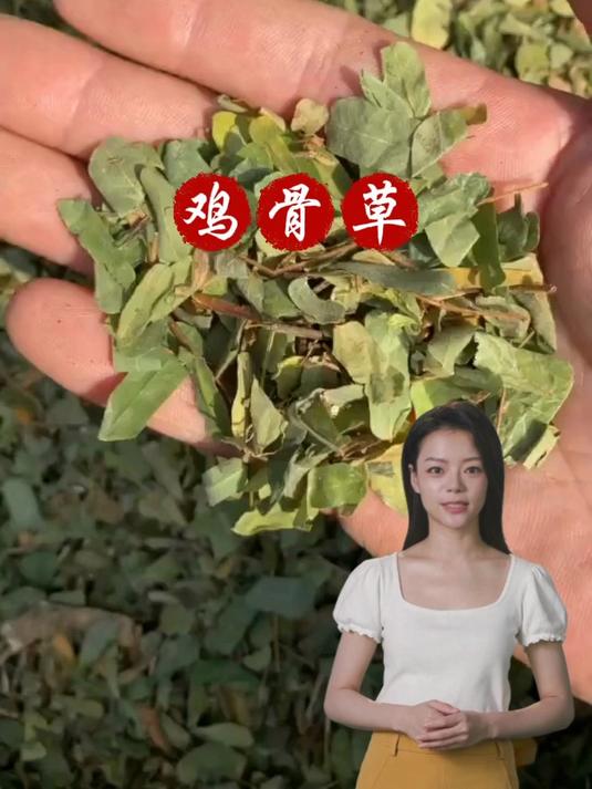 鸡骨草的用途和选择,欢迎家人们了解