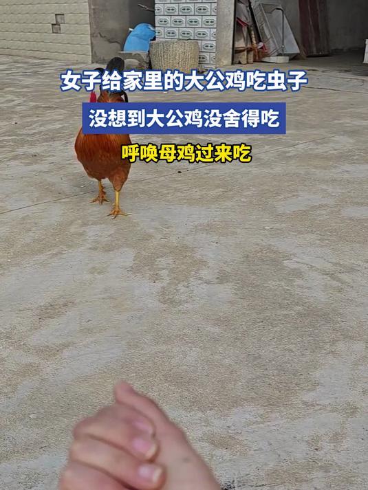 女子给家里的大公鸡吃虫子,没想到大公鸡没舍得吃,呼唤母鸡过来吃