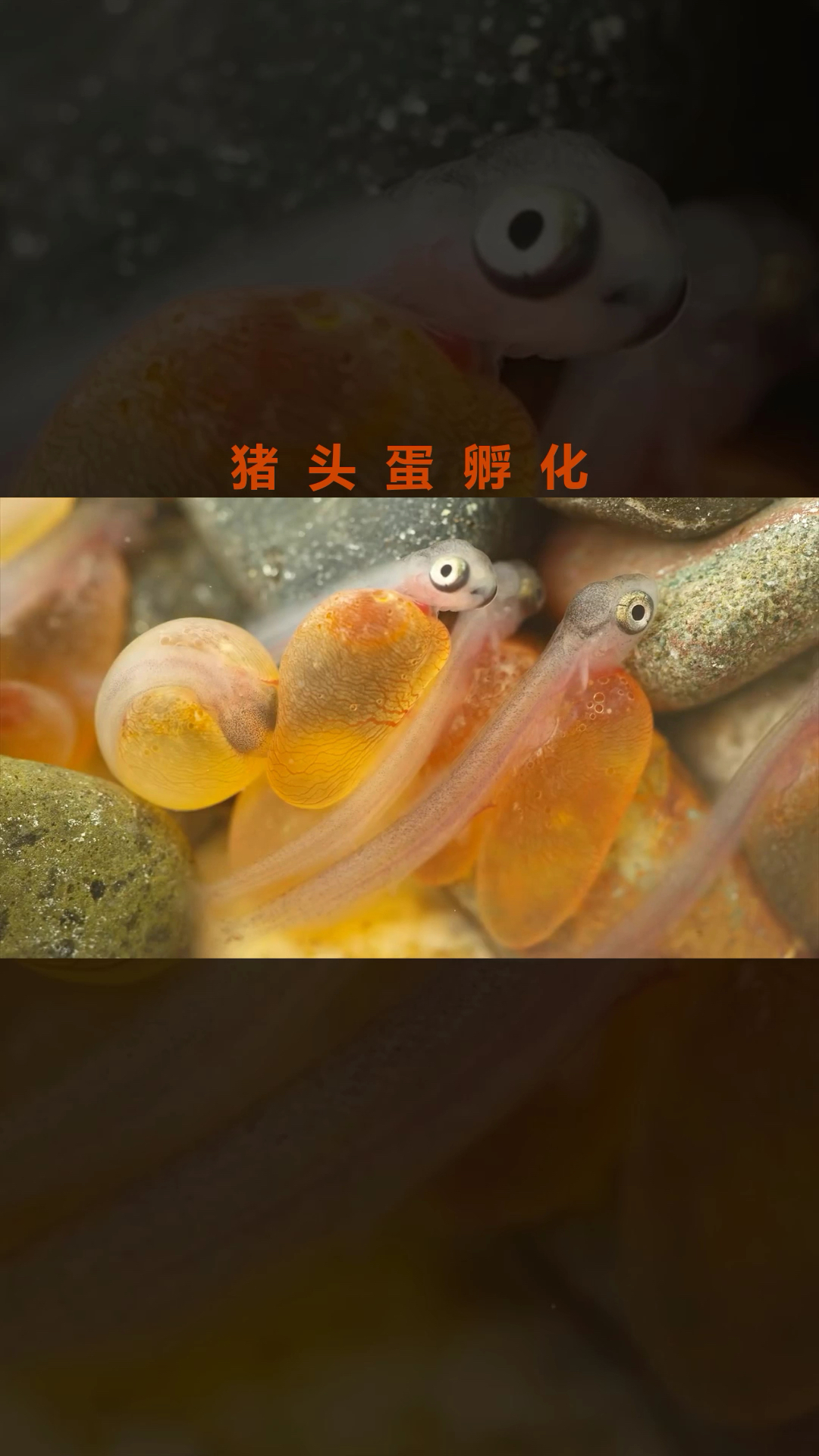 猪头蛋孵化过程